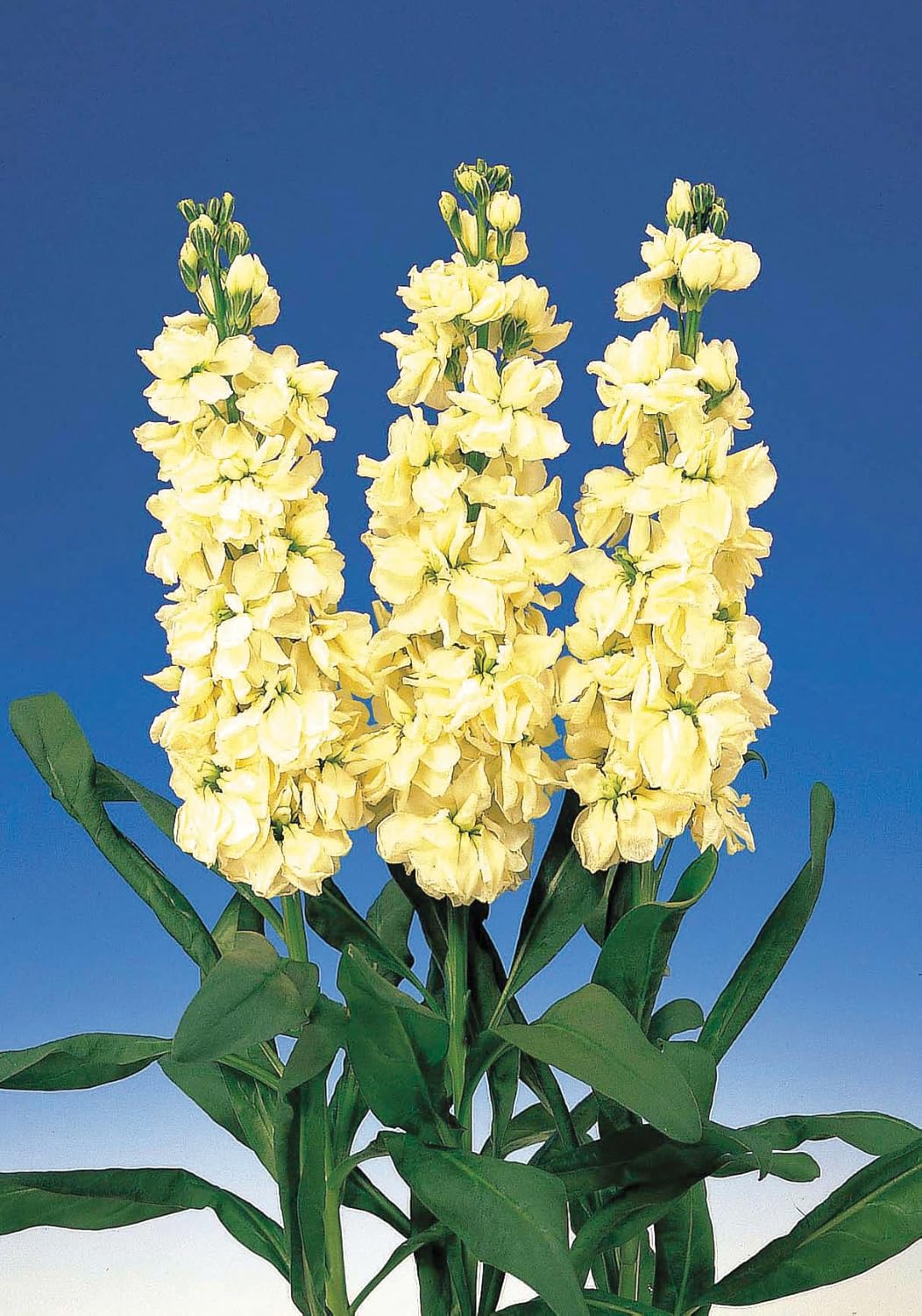 Flower Seeds, Seeds for Planting, Plant Seeds