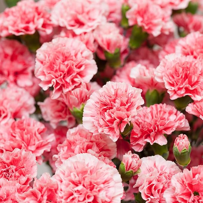 Nellik Dianthus Blomsterfrø til Plantning Lyserød 100 stk