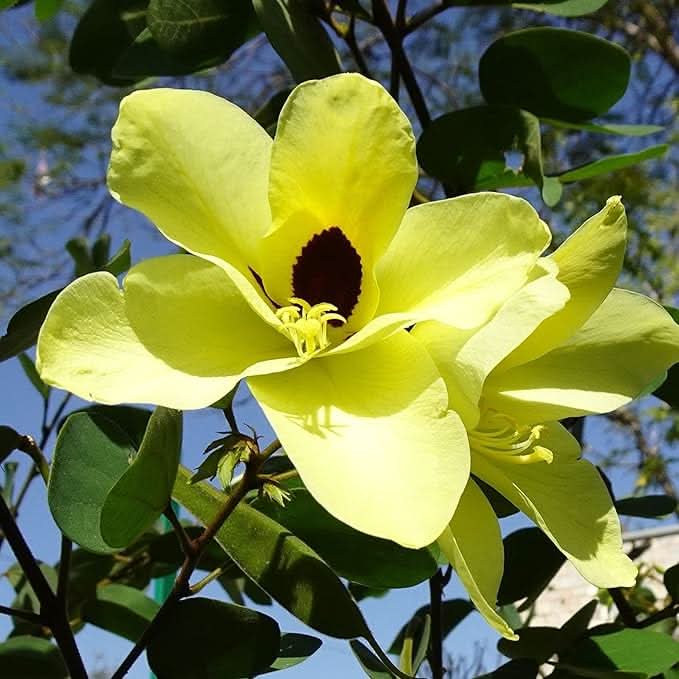 yellow orchid flower seeds