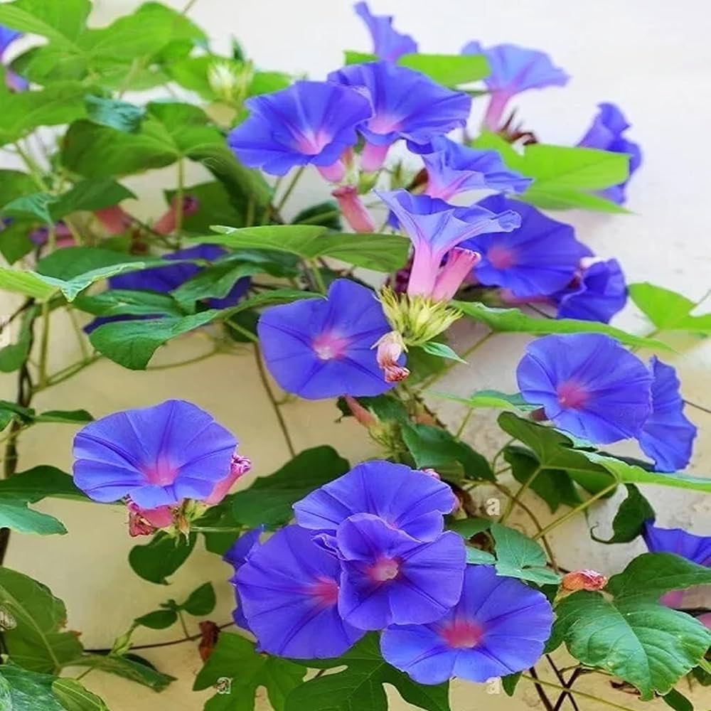 kalimeris for flower seeds