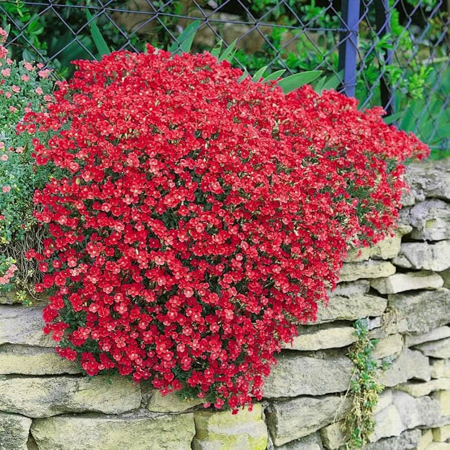 red roccia flower seeds