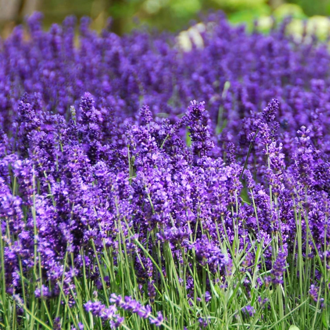 Provence lavendel blomsterfrø til plantning