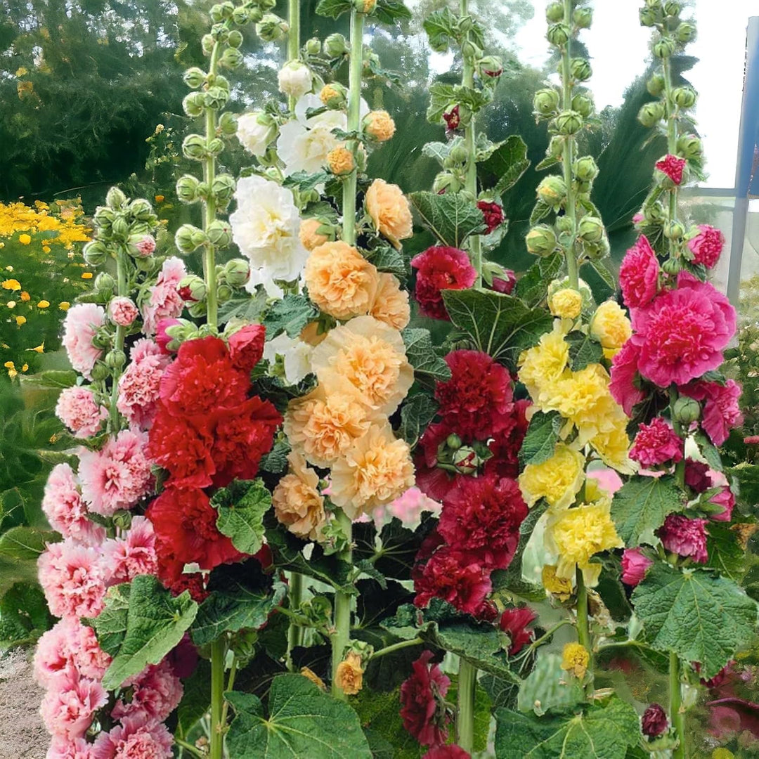 fordhook riesen flower seeds