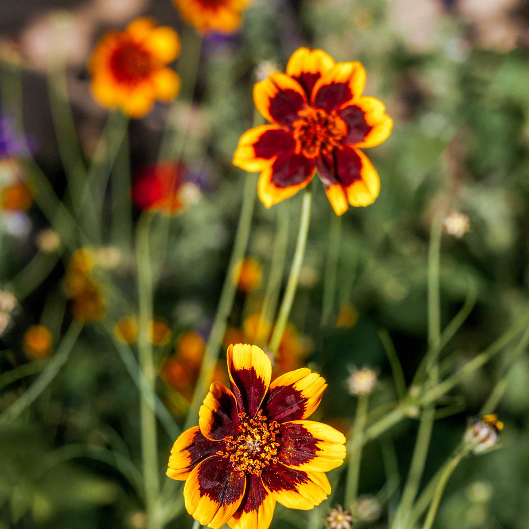 cosmidium brunette flower seeds