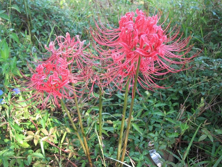 Light Grey Higanbana Flower Seeds – Heirloom Non-GMO Seeds for Unique Garden Blooms