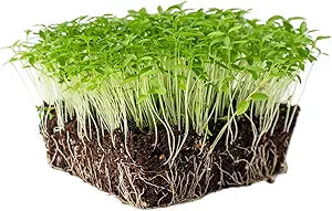 Parsley Italian Flat Leaf Seeds