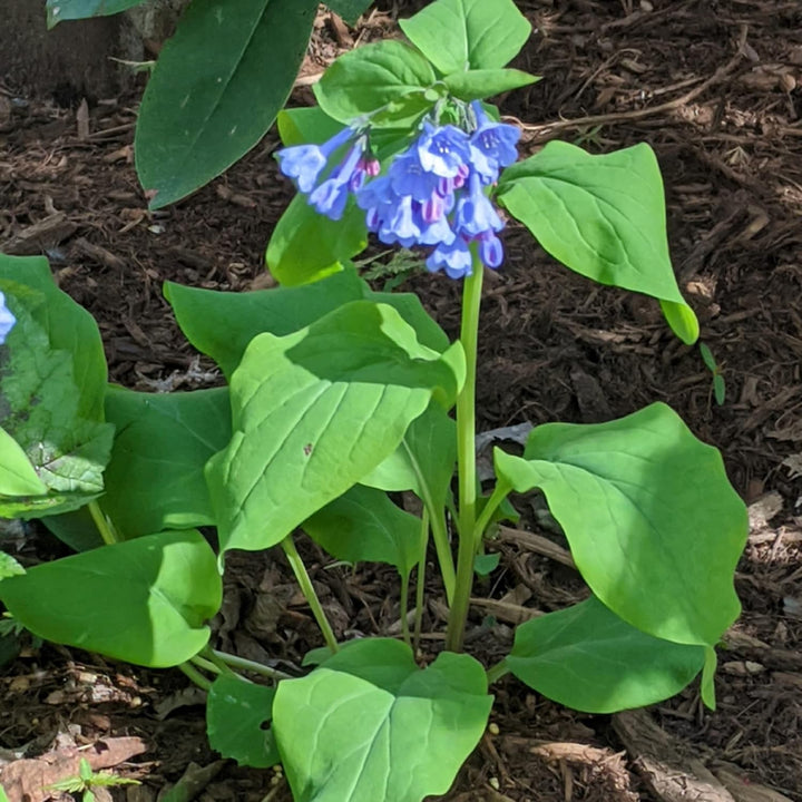 Mertensia blomsterfrø til plantning - 100 stk