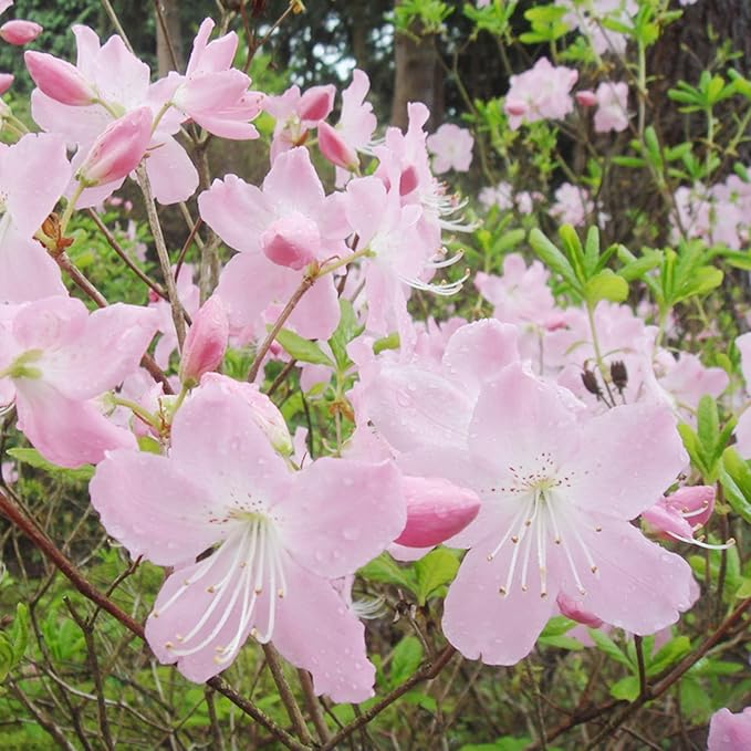 azalea rhododendron flower seeds