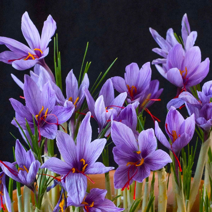 Crocus Sativus Flower Seeds for Planting - 100 pcs
