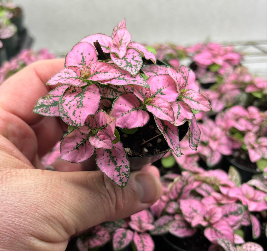 Pink Green Hypoestes Splash Flower Seeds for Planting | Heirloom Non-GMO High Germination Organic Garden Seeds