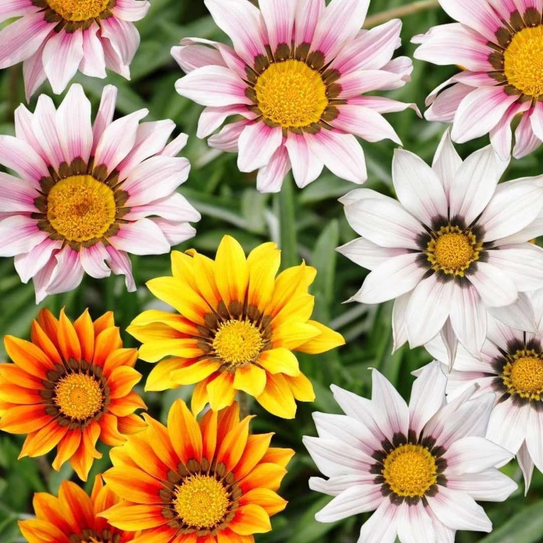 Friske Gazania blomsterfrø til plantning, blandet farve 100 stk