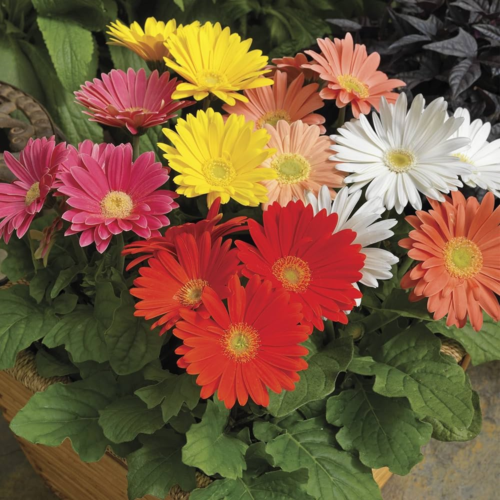 daisy gerbera flower seeds