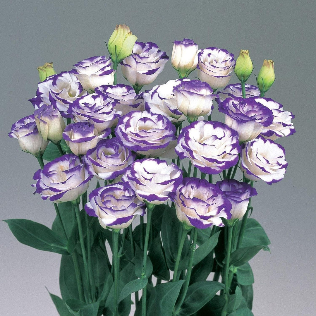 mixed lisianthus flower seeds