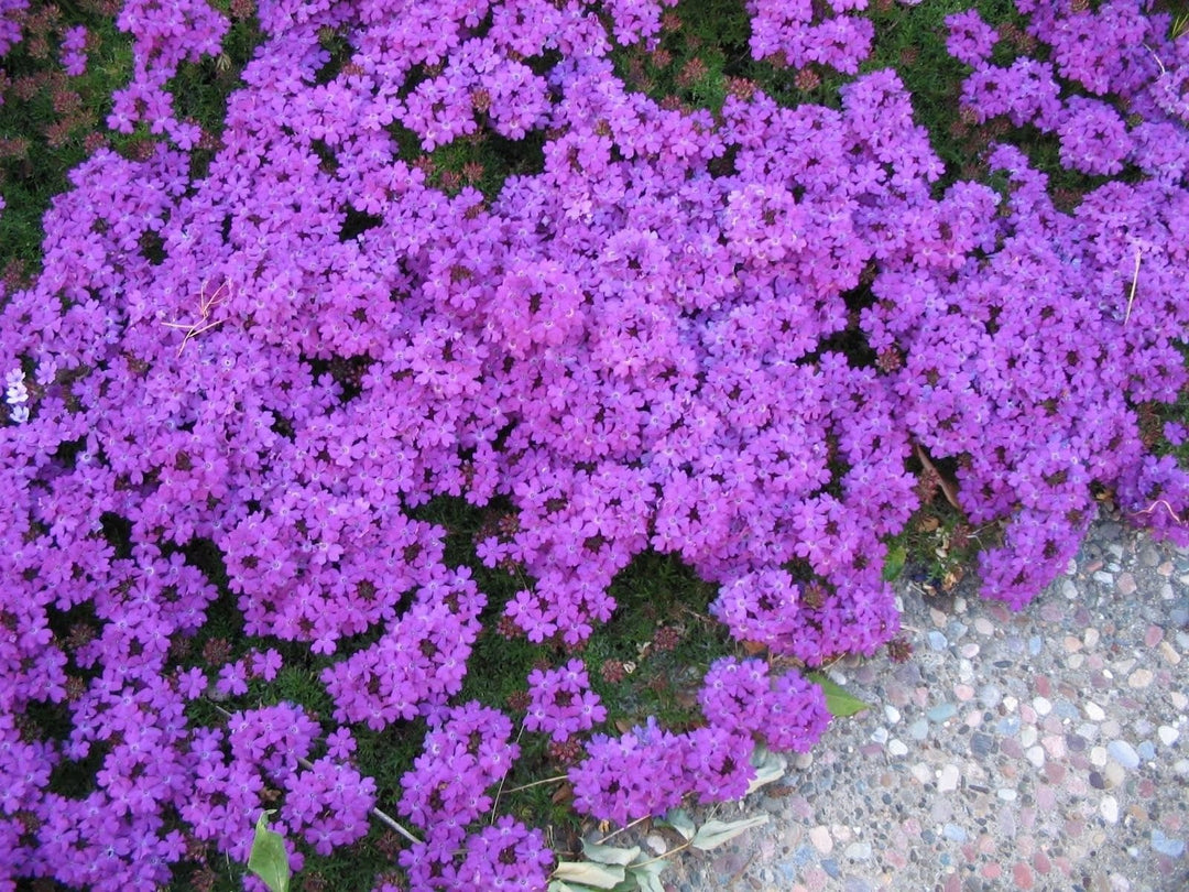 heirloom semi flower seeds