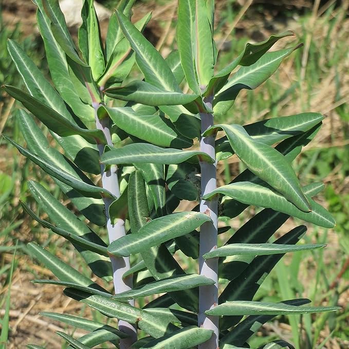 Heirloom Euphorbia Lathyris Flower Seeds for Planting, Non-GMO, Healthy and Vibrant Blooms