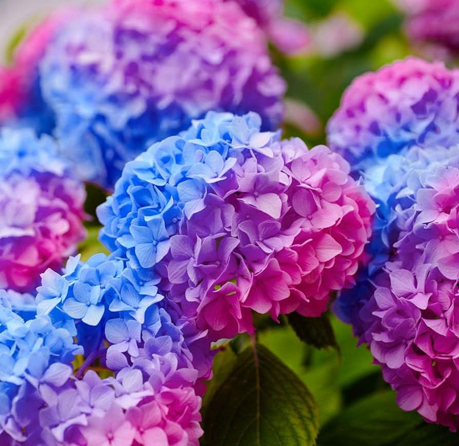 multi color flower seeds