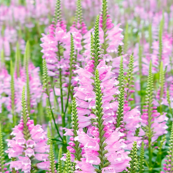 Pink Physostegia Flower Seeds for Planting 100 pcs