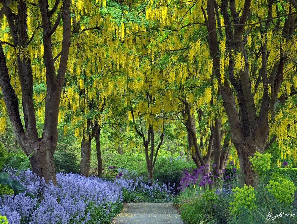 golden yellow flower seeds