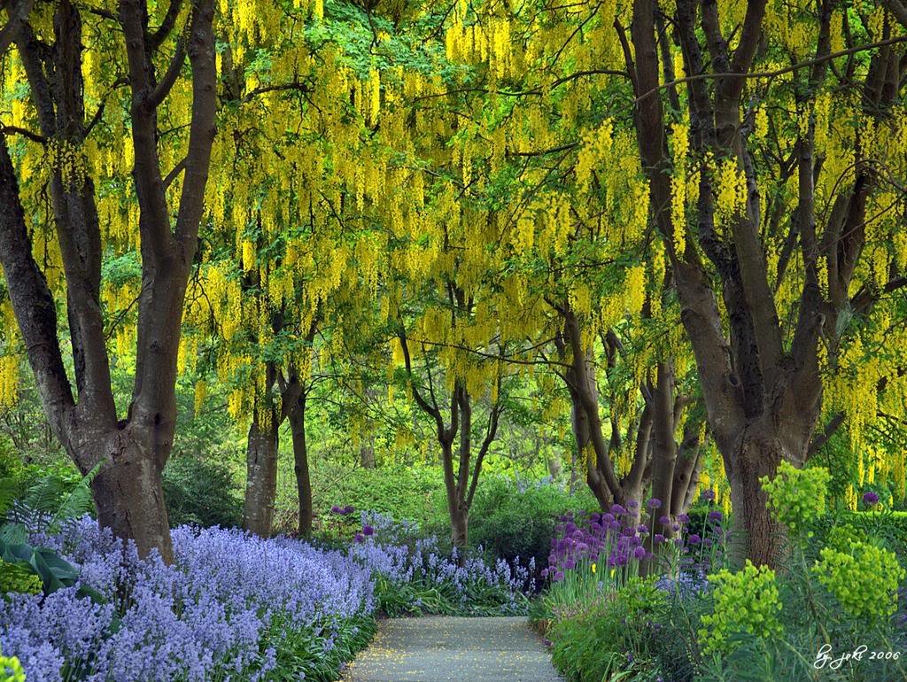 golden yellow flower seeds
