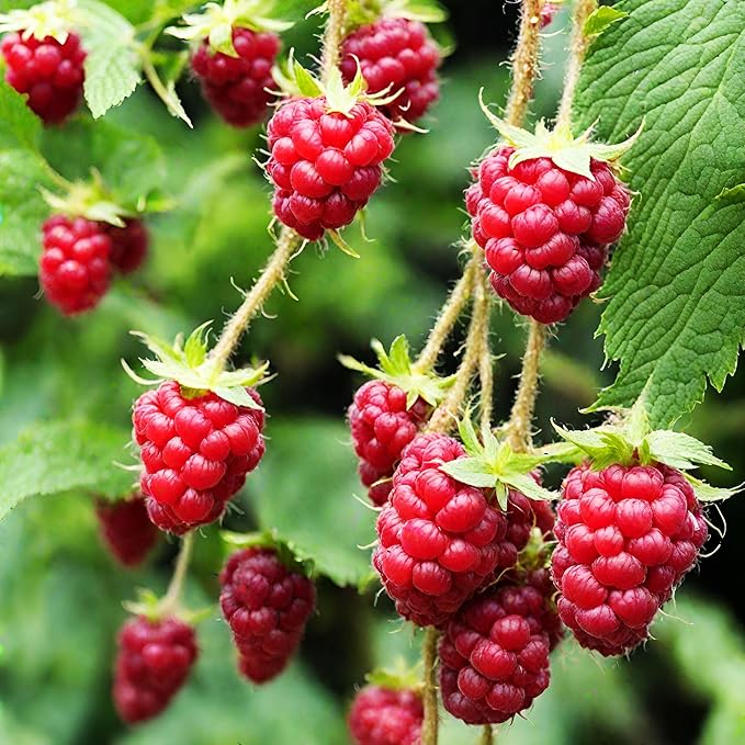 Raspberry Heritage Seeds – Heirloom, Non-GMO, High-Yield Fruit for Garden Planting