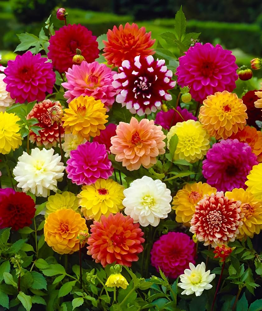 dahlia pompon flower seeds