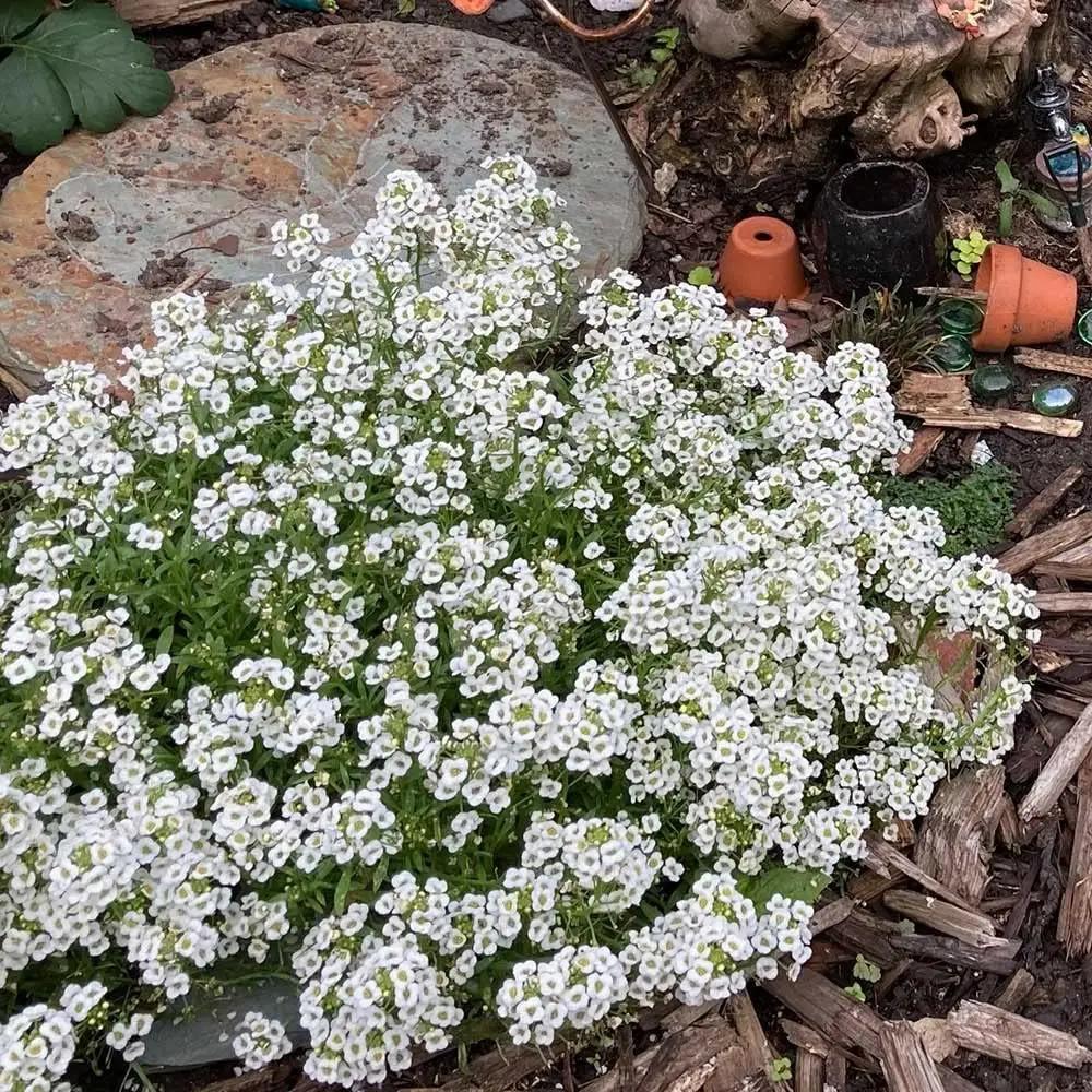 white myosotis flower seeds