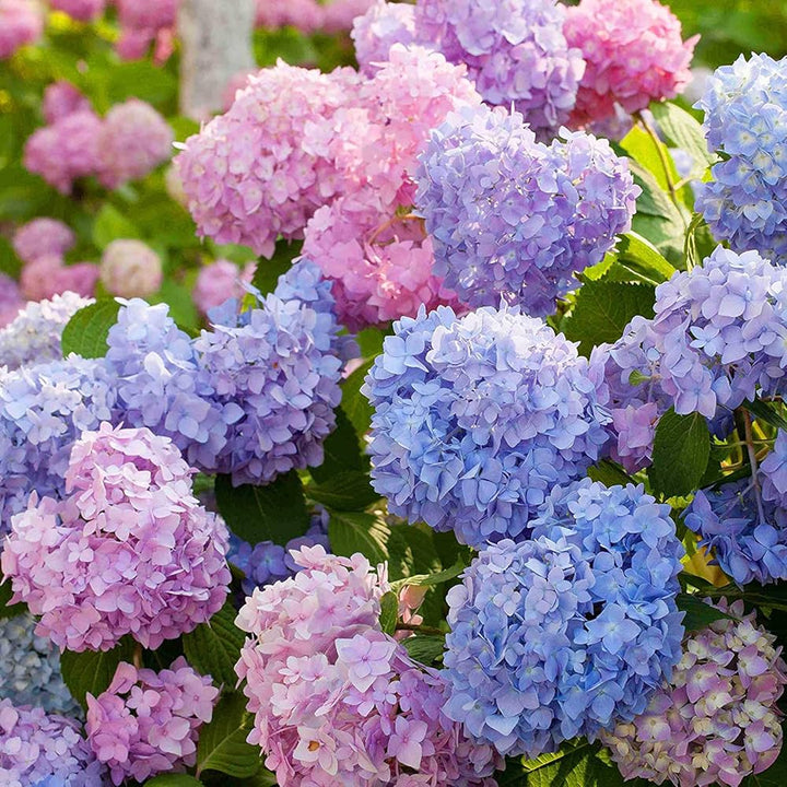 Mixed Hydrangea Flower Seeds for Garden Planting - 100 pcs