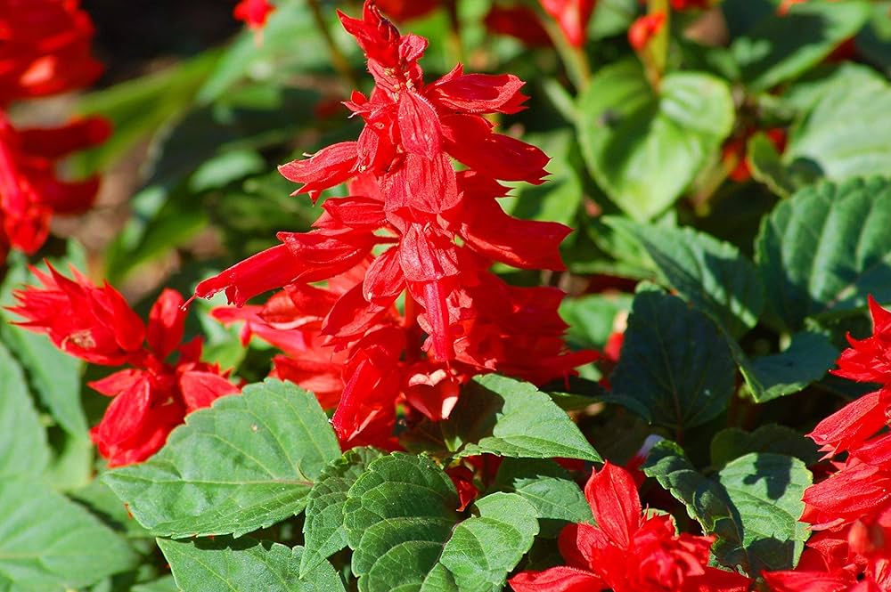 salvia honeydew flower seeds