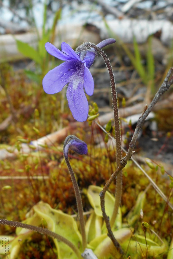 Flower Seeds, Seeds for Planting, Plant Seeds