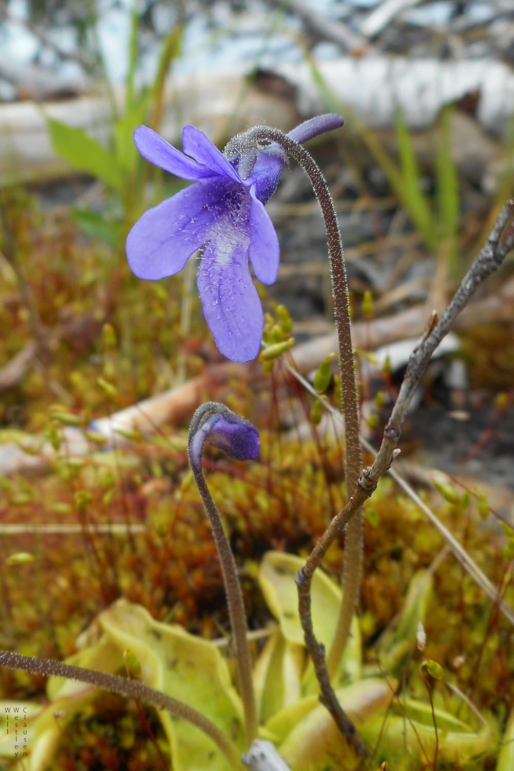 pinguicula poldinii flower seeds