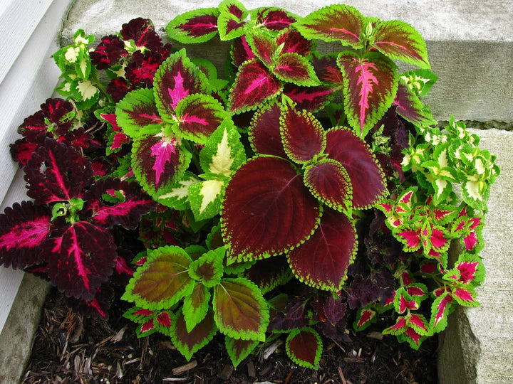 Mixed Coleus Flower Seeds – Heirloom Non-GMO High Germination Organic Garden Seeds for Planting