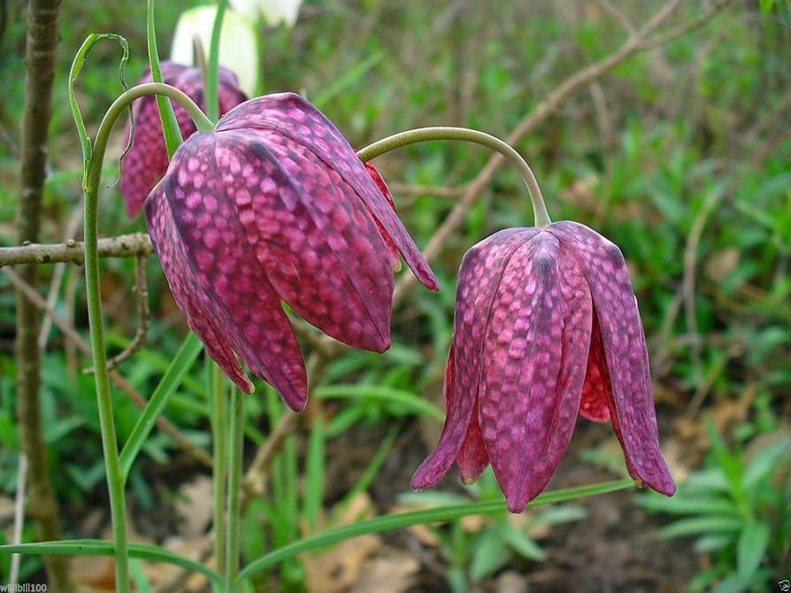 fritillaria fritillaria flower seeds