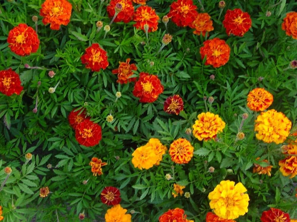 tagetes sparky flower seeds
