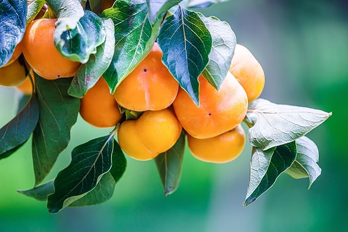 American Persimmons Fruit Tree Seeds for Planting - Sweet, Tangy Persimmons to Grow at Home