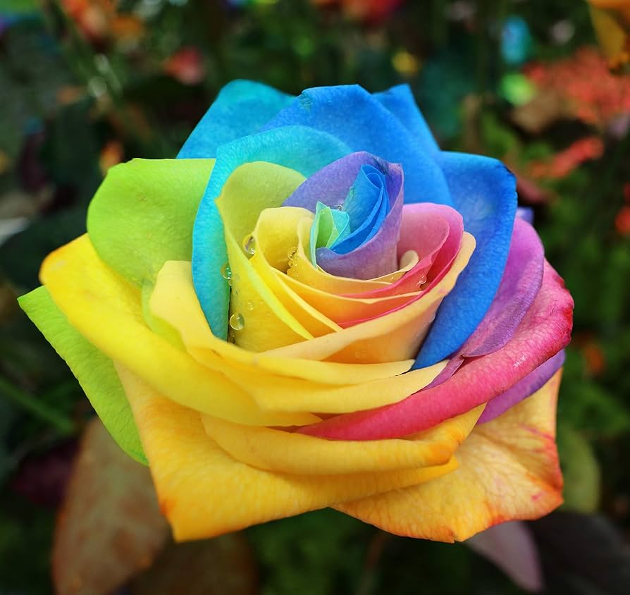 rainbow rose flower seeds