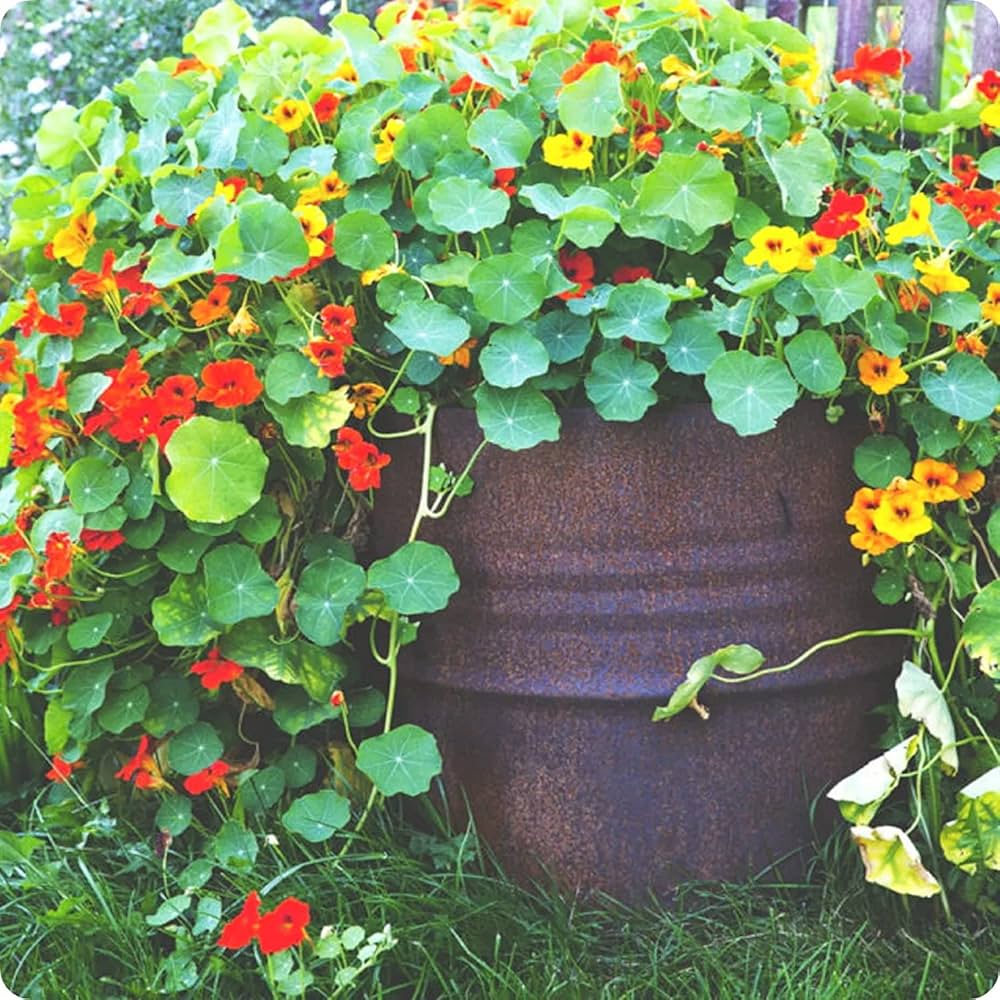 red dark flower seeds