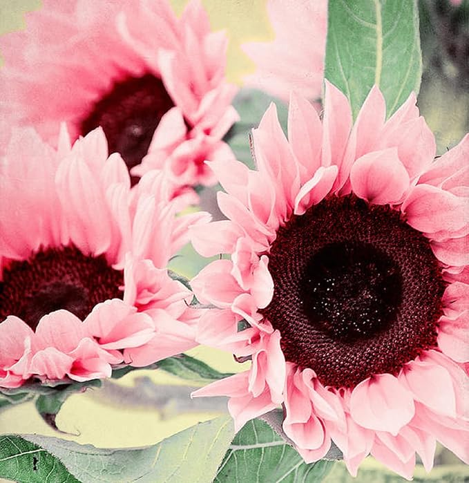 Heirloom Non-GMO Sunflower Flower Seeds for Planting – Bright Pollinator-Friendly Garden Blooms