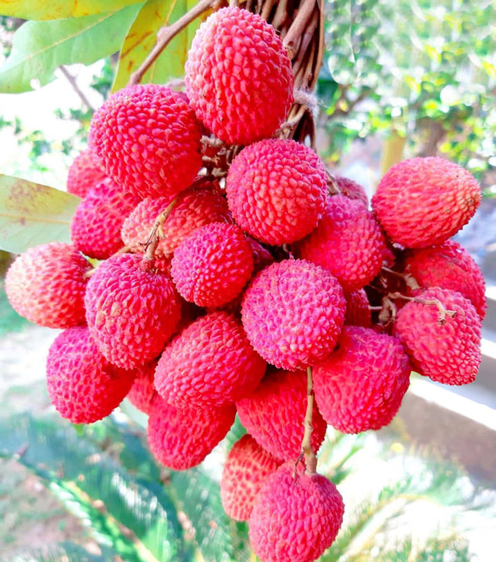 Røde litchi-frugtfrø til dyrkning af søde og eksotiske litchi-frugter 100 stk.