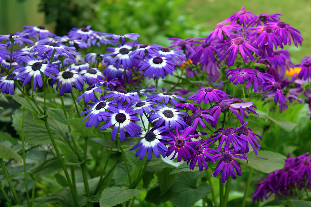 mixed colors flower seeds