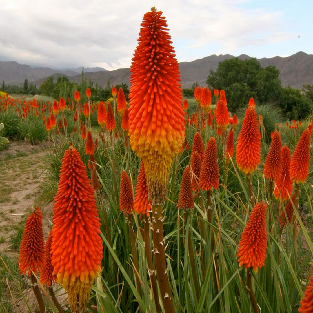 kniphofia lily flower seeds