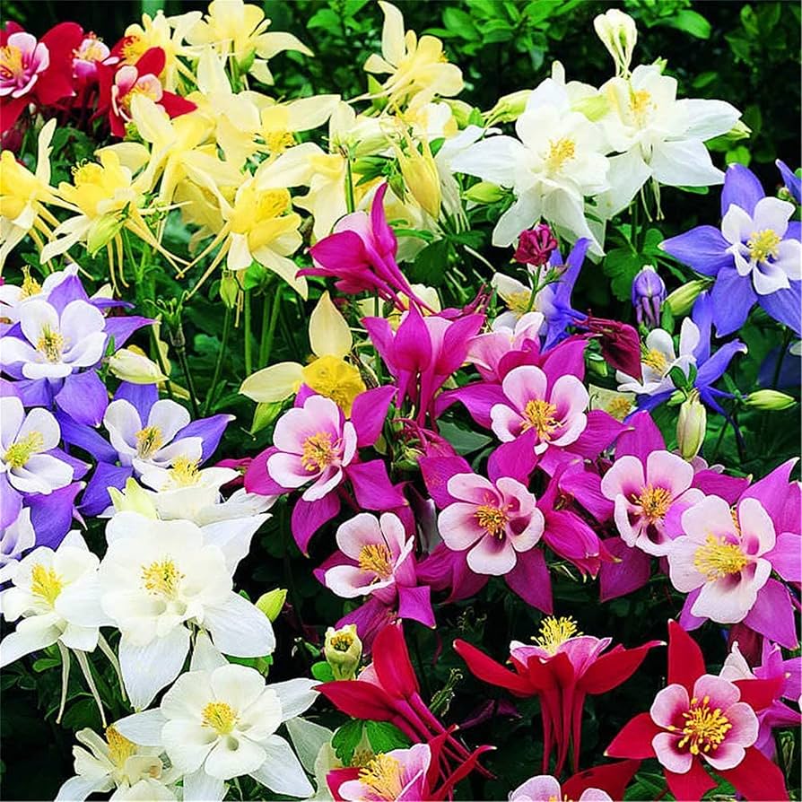 columbine aquilegia flower seeds