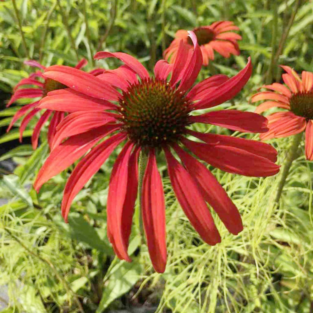 tomato soup flower seeds