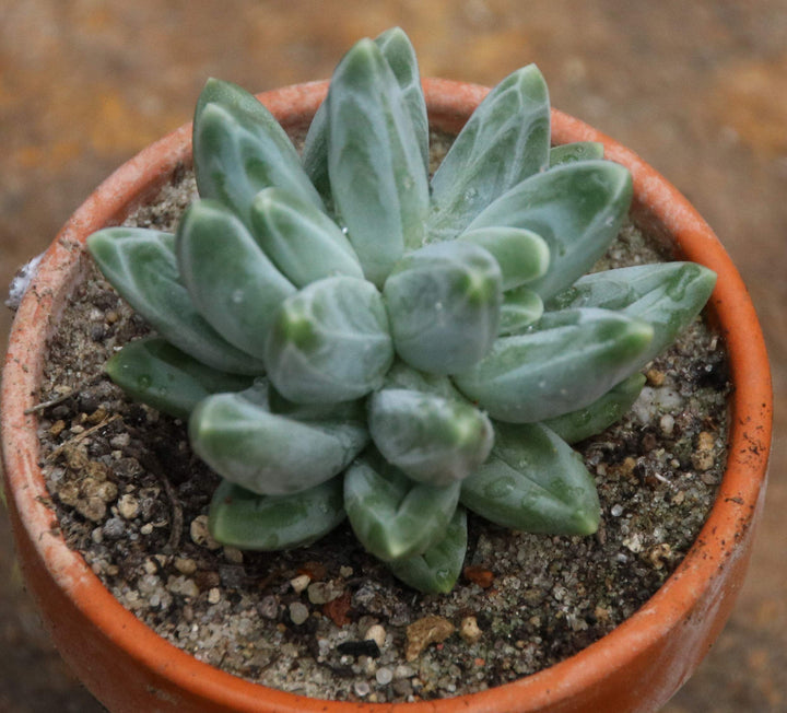 Heirloom Non-GMO Pachyphytum Compactum Succulent Seeds – Rare Drought-Tolerant Planting Seeds