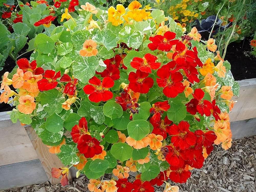 alaska mix flower seeds