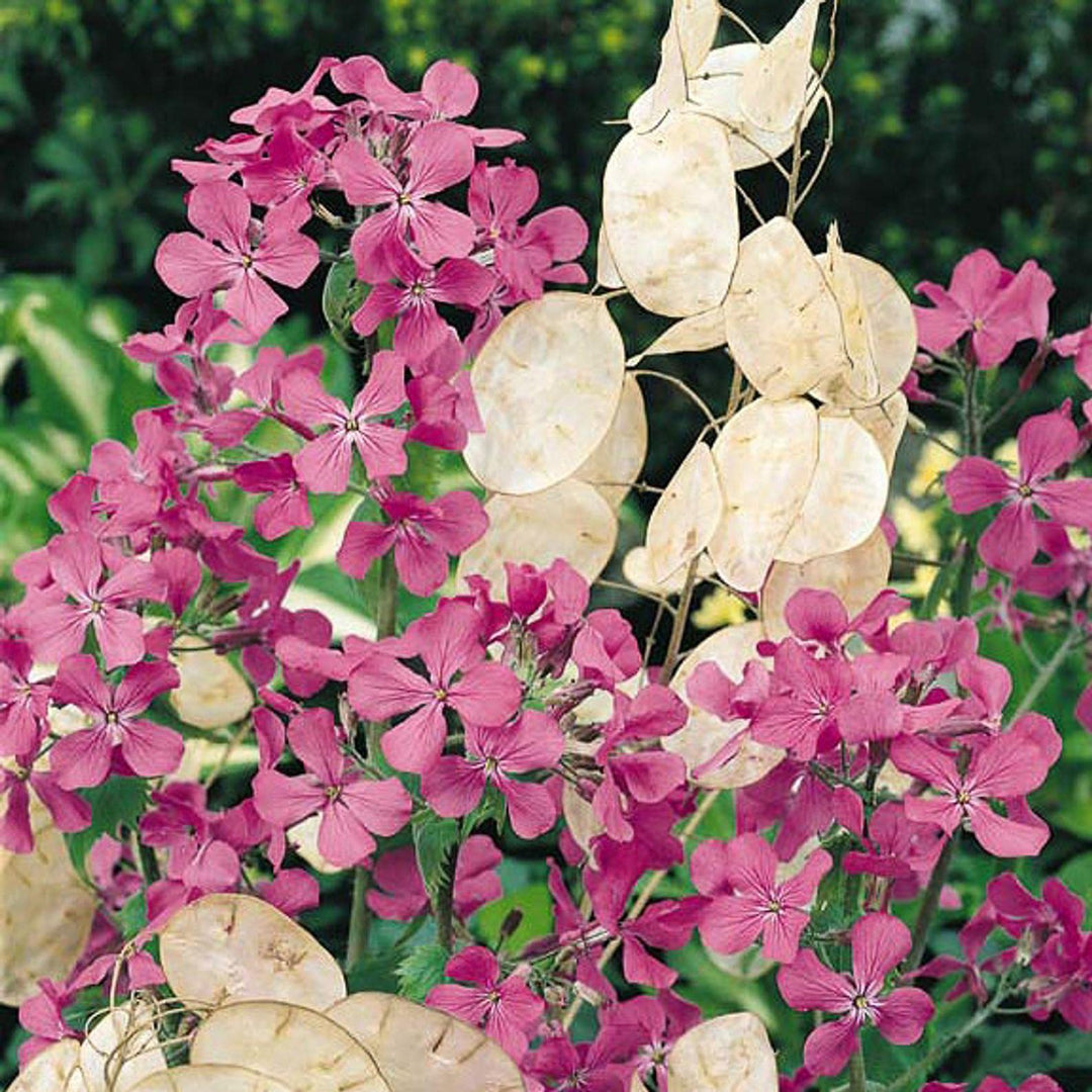silver lunaria flower seeds