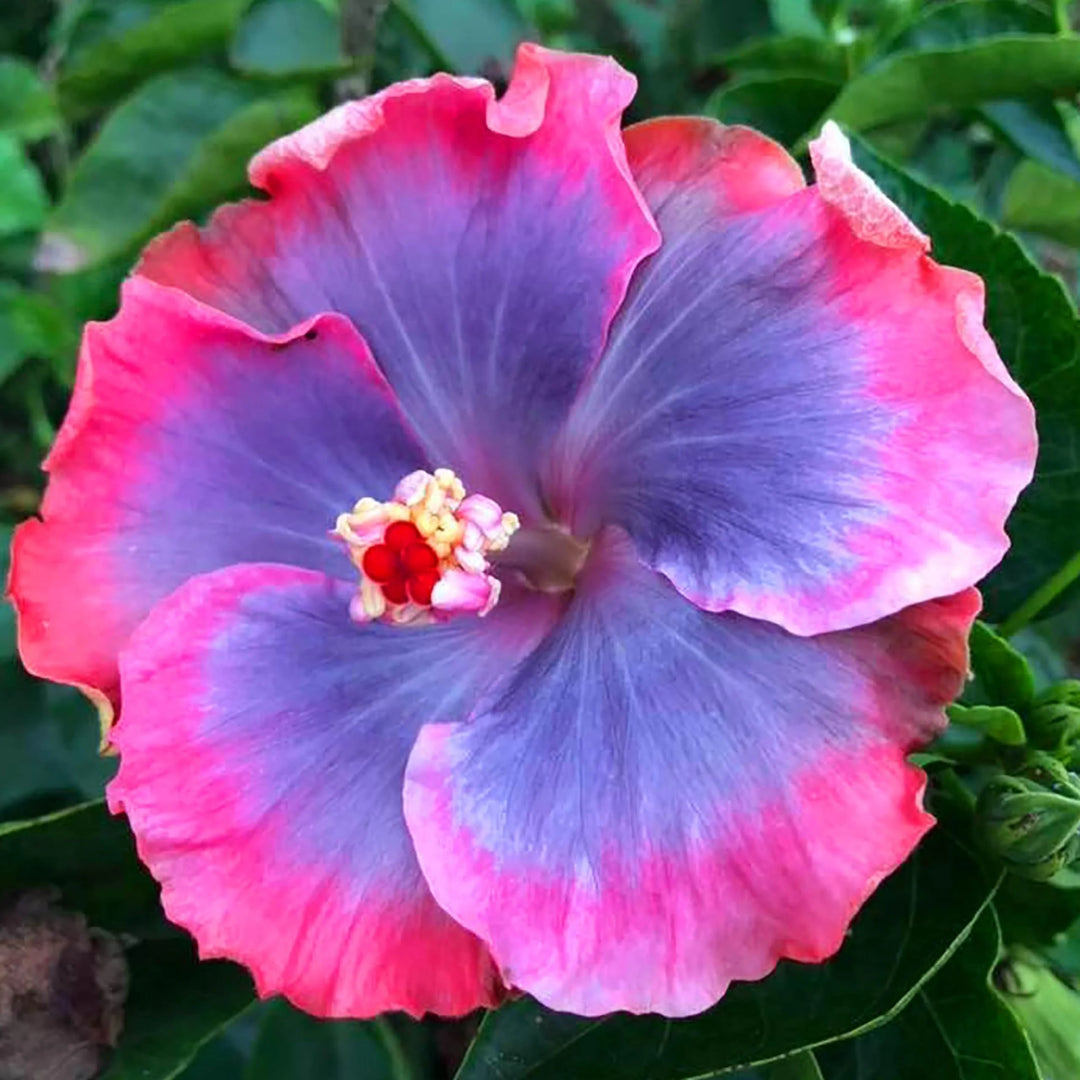 Hibiscus Flower Seeds for Planting, Blue Pink, 100 pcs