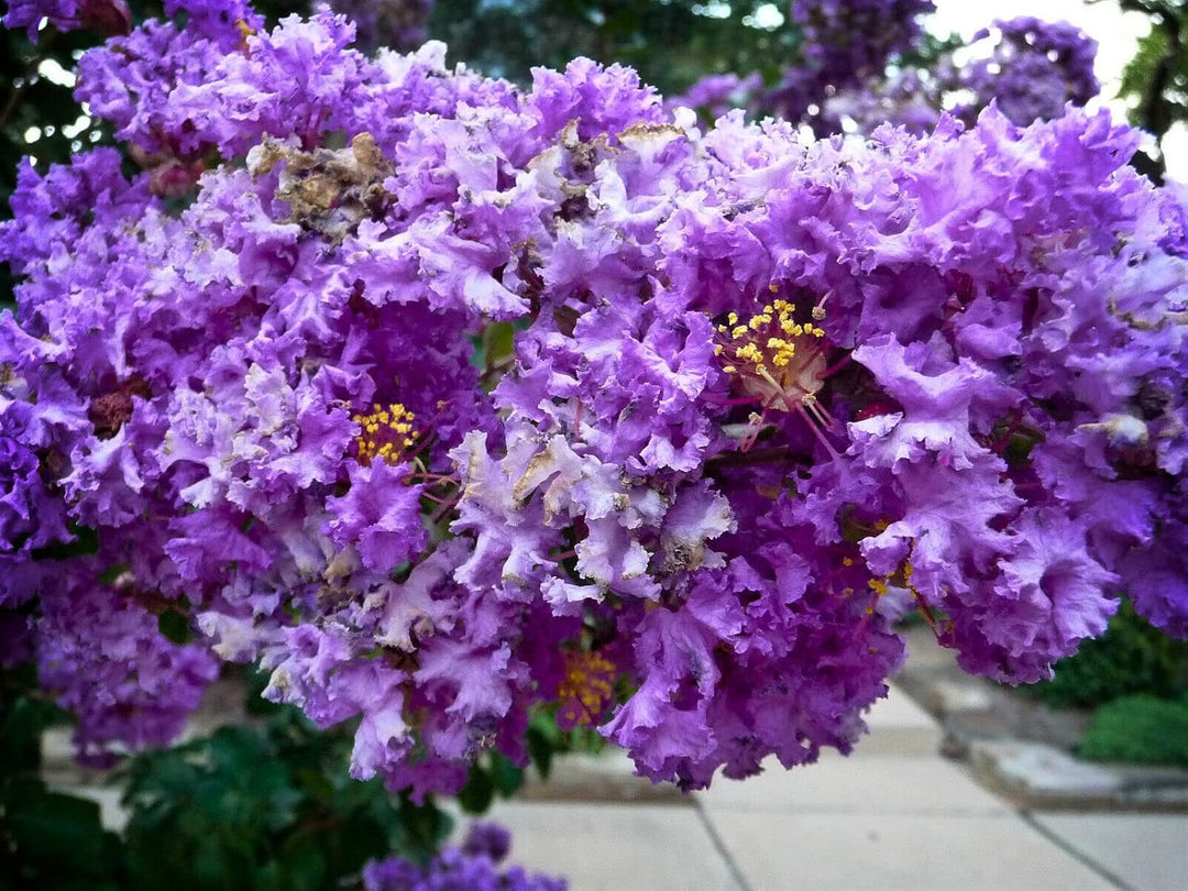 heirloom myrtle flower seeds