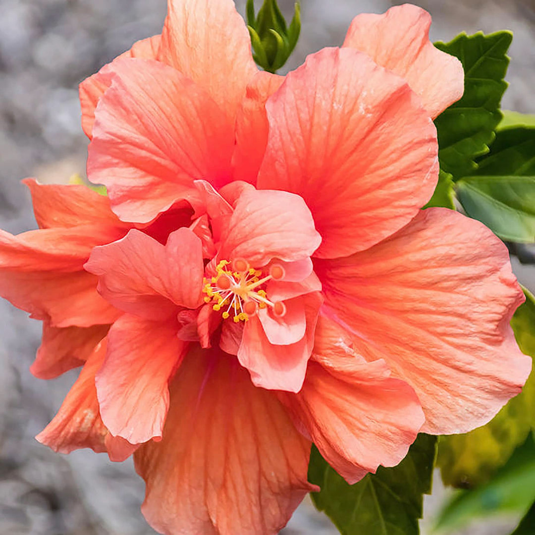 pink orange flower seeds