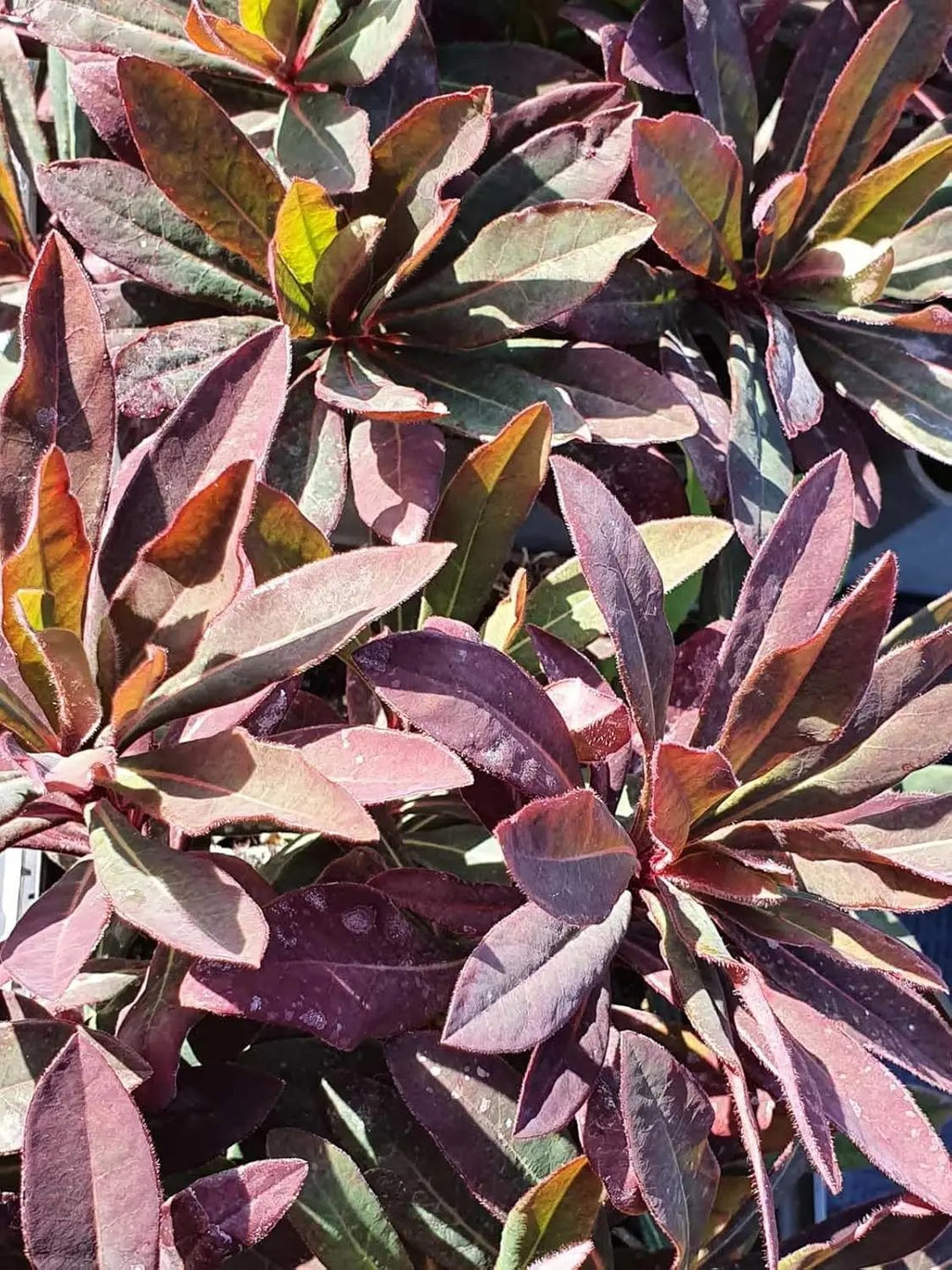 euphorbia amygdaloides flower seeds