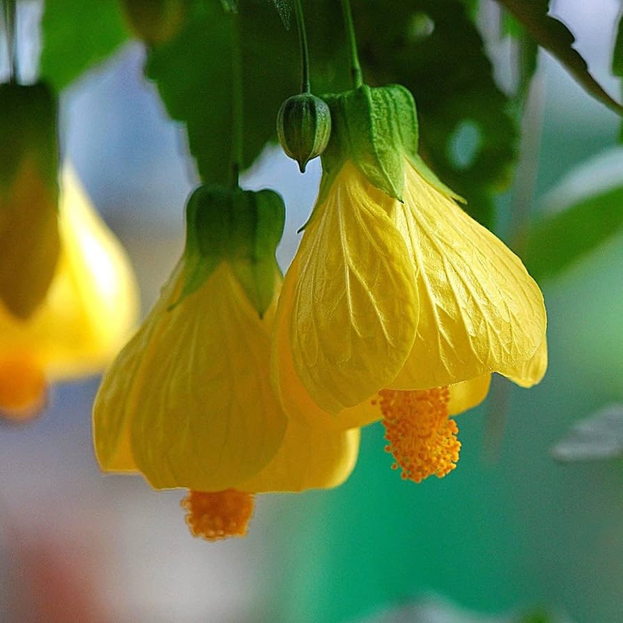 abutilon striatum flower seeds